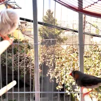 یک جفت فنچ راه راه یا فنچ زبرا Zebra Finch|پرنده|بومهن, |دیوار