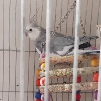 جفت مولد عروس هلندی