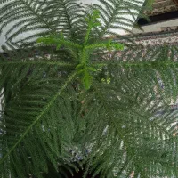 گل کاج مطبق سرحال