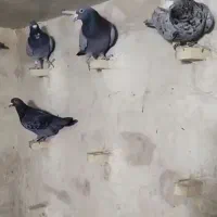 28تا کبوتر پلاکی پرشی|پرنده|داراب, |دیوار