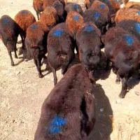 ۸۰عدد گوسفند قزل افشار جوان آبستن یکدست|حیوانات مزرعه|سلماس, |دیوار