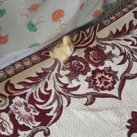 جوجه اردک معاوَضه