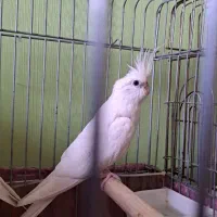 عروس هلندی آلبینو جفت