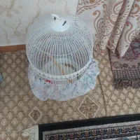 قفس نو بدون هیچ گونه شکستگی