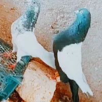 کبوتر عتیقه