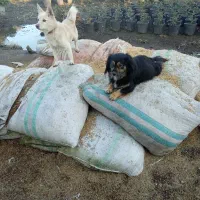 واگذاری سگ پاکوتاه