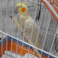 پرنده پیدا کردم