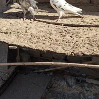 کبوتر اصیل کاشان