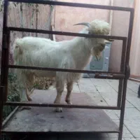 خروس سیاه  قیمت ۳۵۰ بزغاله نر چاق کیلو ۶۰۰تومان