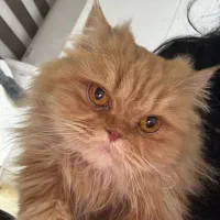 گربه خانگی پرشین