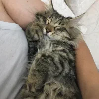 واگذاری گربه DLH