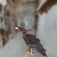 لاری|حیوانات مزرعه|تهران, طیب|دیوار