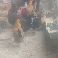 تخم مرغ گلین نطفه دار