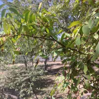 فروش باغ ویلایی دراسکو|فروش زمین و ملک کلنگی|اسکو, |دیوار