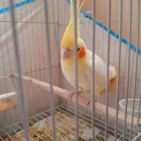 عروس هلندی|پرنده|فومن, |دیوار