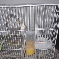 عروس هلندی|پرنده|مشهد, شهرک مهرگان|دیوار