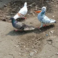 کفتر مسافتی