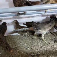 نیمچه مرغ و خروس زینتی بلژیکی و لیدی|حیوانات مزرعه|تبریز, |دیوار