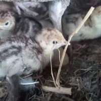بچه بوقلمون ۳ روزه