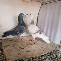 طوق  سرخ زرد ساردمسفید پلنگ کاکلی سفید سبزصاف  قره