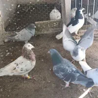 کبوتر30عددهمه پرنده