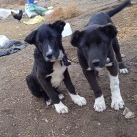 سگ نر|سگ|جوین, |دیوار