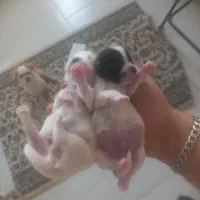 وگذاری توله پاور رایگان رایگان