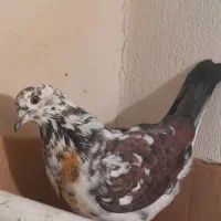 قاره پرشی آس|پرنده|کرج, مهرویلا جنوبی|دیوار