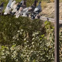 کفتر دونسته و پرشی کفتر تیرماه|پرنده|تهران, آهنگ|دیوار