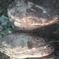 چغندر قند درشت|عمده‌فروشی|بشاریات, |دیوار