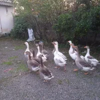 غاز چاق و تپل|حیوانات مزرعه|خمام, |دیوار