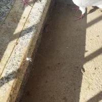 طوقی سیاه|پرنده|میاندوآب, |دیوار