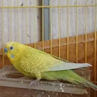 مرغ عشق