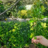 فروش شمشاد|گل و گیاه طبیعی|رانکوه, |دیوار