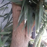 یوکا تنه دار و شمشاد طلایی و سبز