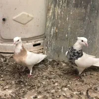 جفت طوقی کاشمر