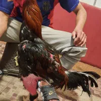 کار در مجموعه پرورش خروس لاری ۲۴ ساعته