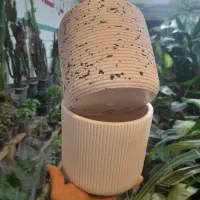 گیاه گلدان چی میخوای تعویض با انواع کاغذیجات باطله|گل و گیاه طبیعی|مشهد, شفا|دیوار