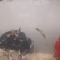 ماهی گوپی حراج