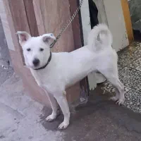 سگ نژاددار نگهبان