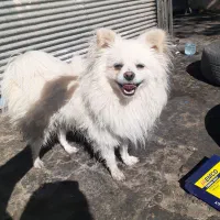 پامرانین واگذاری فوری