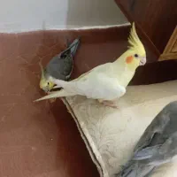 نر و ماده هلندی