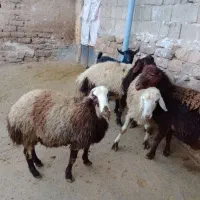 بره نر کشتاری|حیوانات مزرعه|شیروان (لرستان), |دیوار