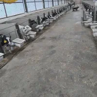 گوسالهای  شیر خوار درج یک داخل گاوداری