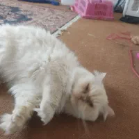 گربه هیمالین زیبا و آرام