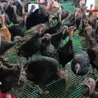 تخم نطفه دار بوقلمون برنز|حیوانات مزرعه|آران و بیدگل, |دیوار