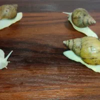 فروش فوری حلزون‌ آچاتینا آلبینو قیمت خیلی پایین|خزنده|قم, باغ شریفی|دیوار