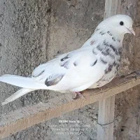 کفتر پرشی