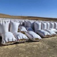 خریدار کاە گندم|خدمات باغبانی و درختکاری|دهگلان, |دیوار