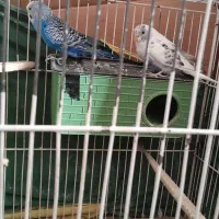 مرغ عشق  بشرط  معاوضه با عروس هلندی